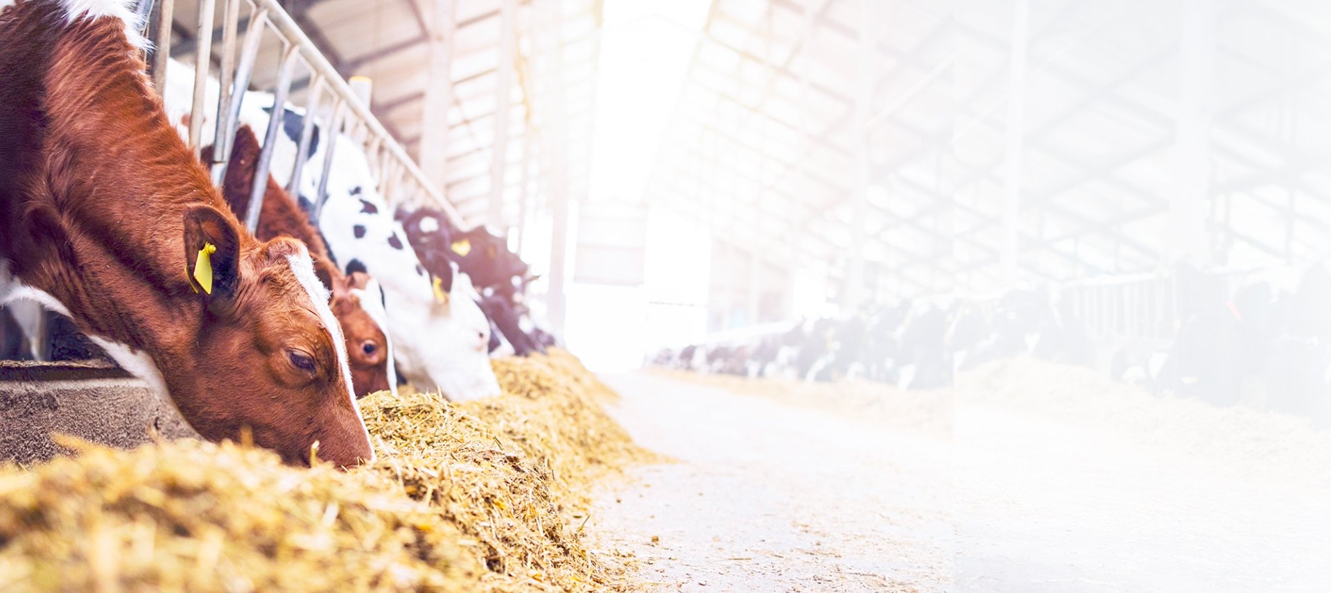 Premium Nutrition for Healthier, Stronger Cattle