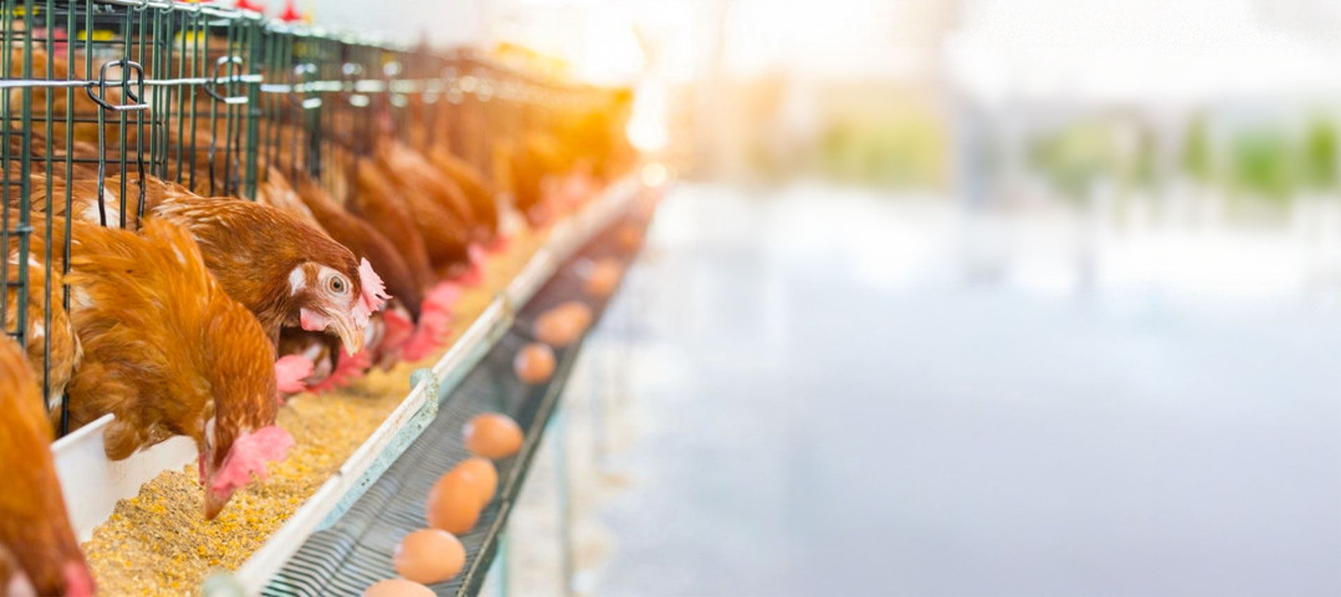 Poultry Farming - Vetnova