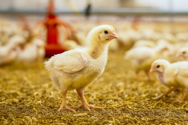Poultry - Vetnova