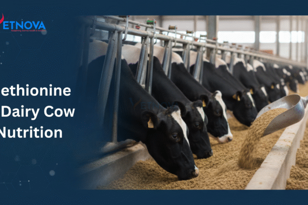 Methionine in Dairy Cow Nutrition