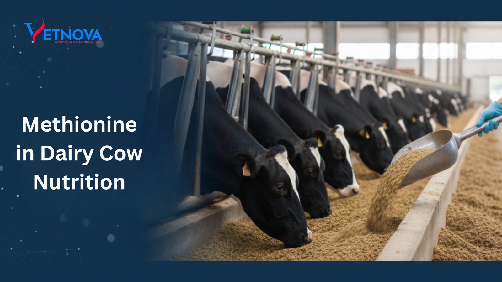 Methionine in Dairy Cow Nutrition