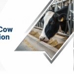 dairy cow nutrition