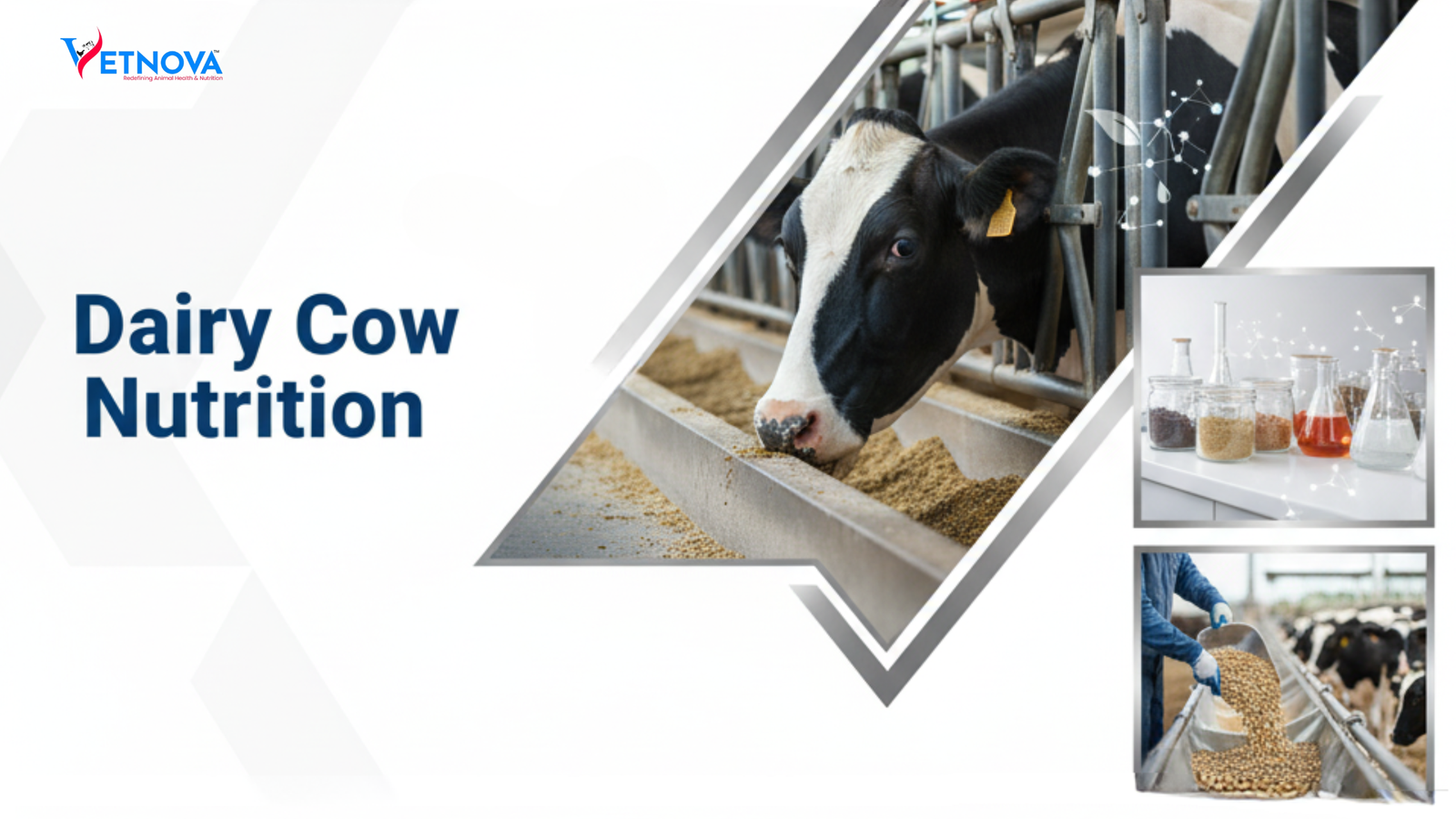 dairy cow nutrition