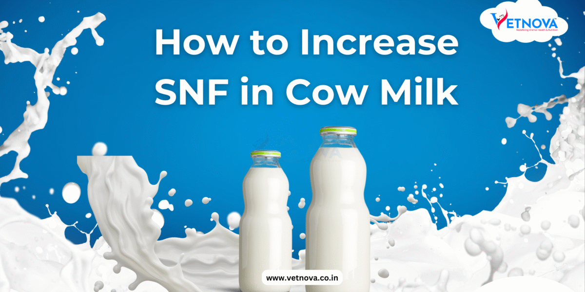 how to increase snf in cow milk
