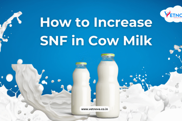 how to increase snf in cow milk