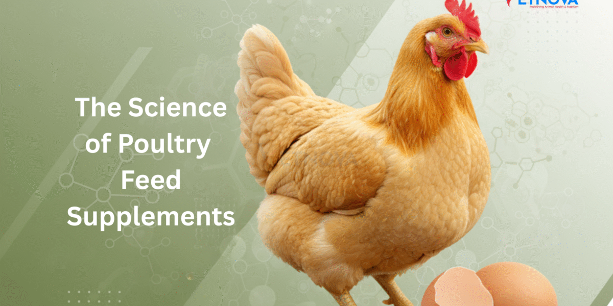 Poultry Feed Supplement