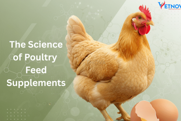 Poultry Feed Supplement