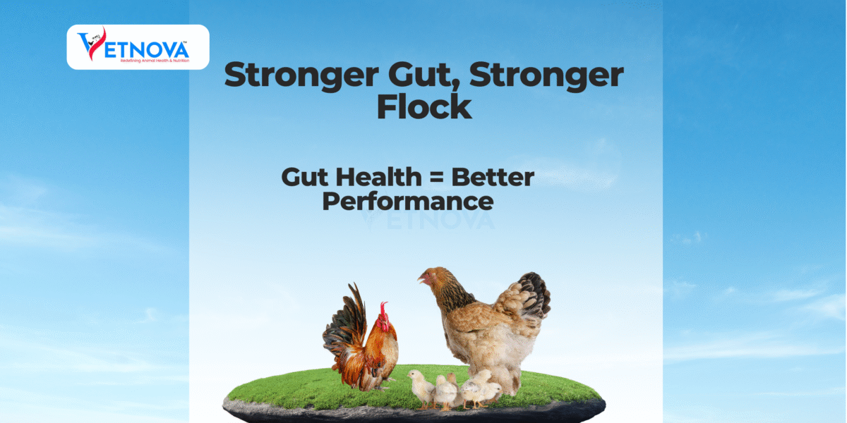 poultry gut health