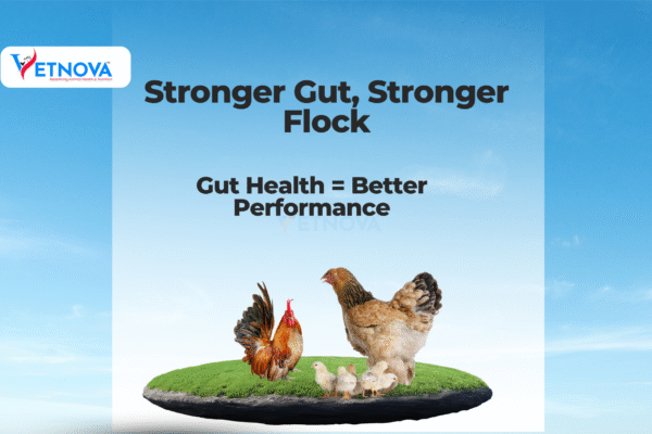 poultry gut health