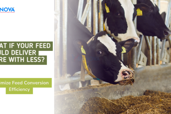 feed conversion efficiency