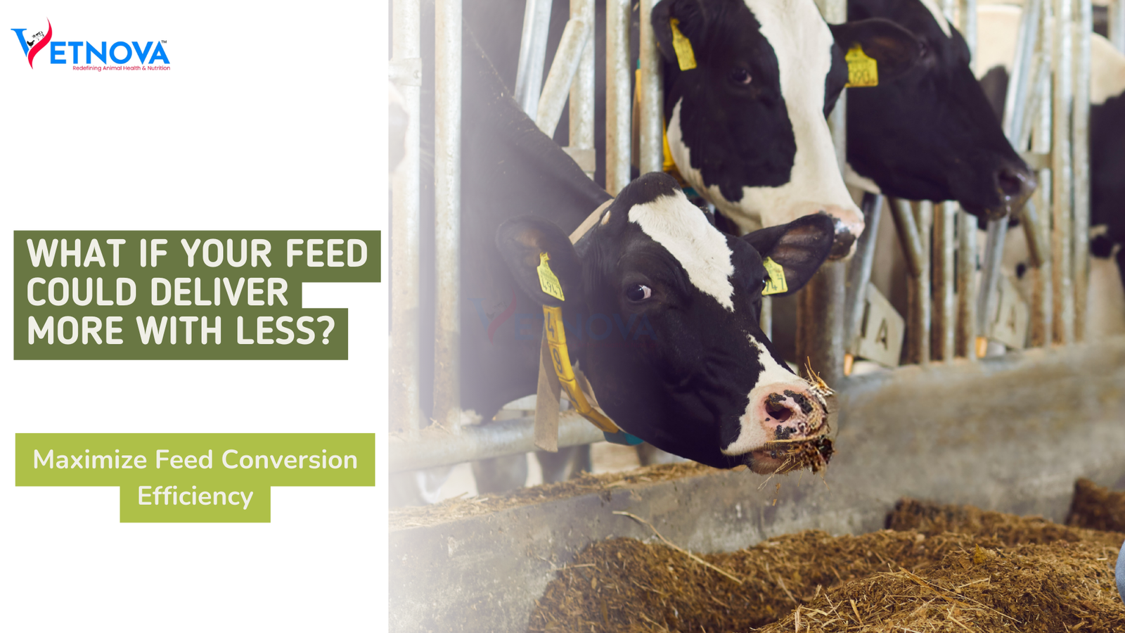 feed conversion efficiency