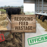 Feed Wastage in Cattle Farming