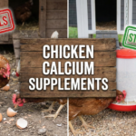 Chicken Calcium Supplements
