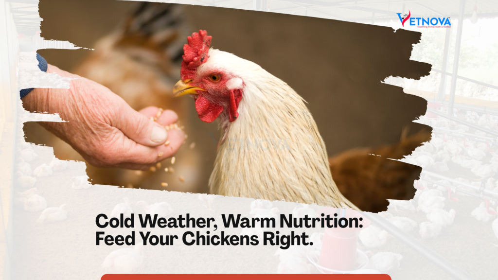 Picture of Best Feed for Chickens in Winter: Nutrition, Cold Stress & Practical ...