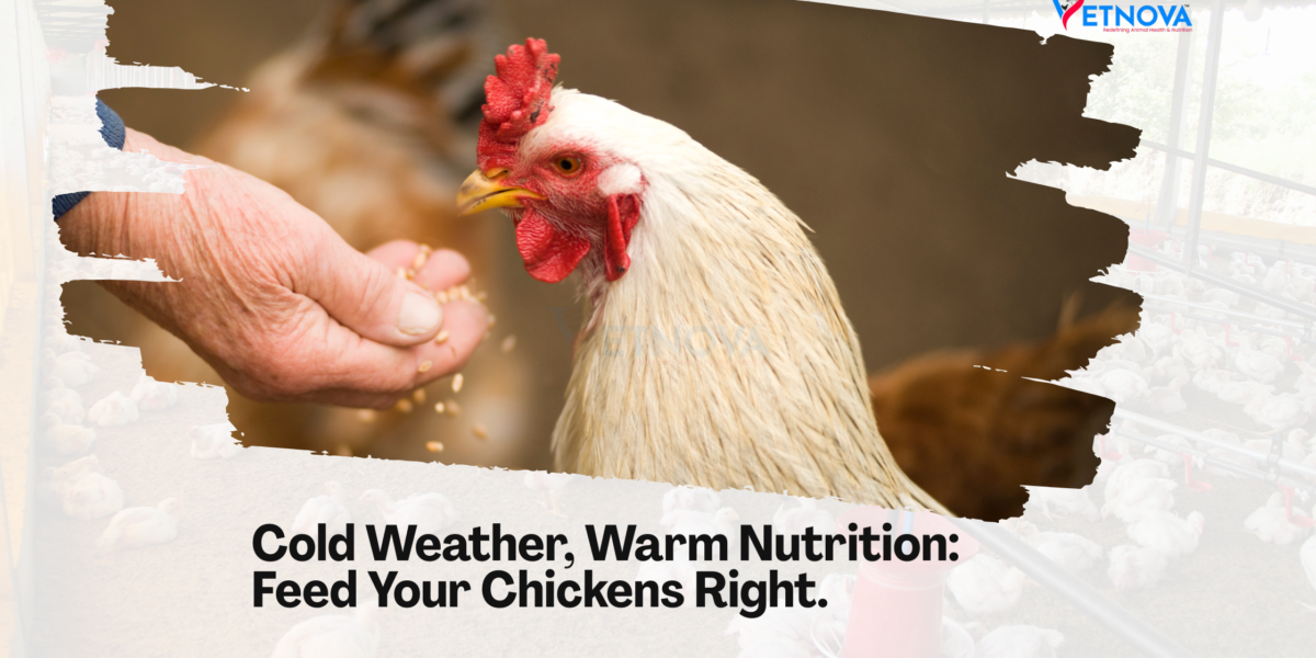 Feed for Chickens in Winter