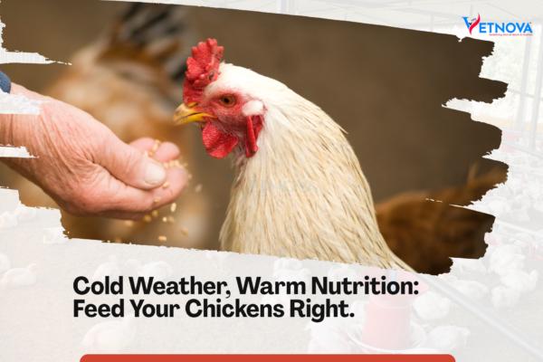 Feed for Chickens in Winter