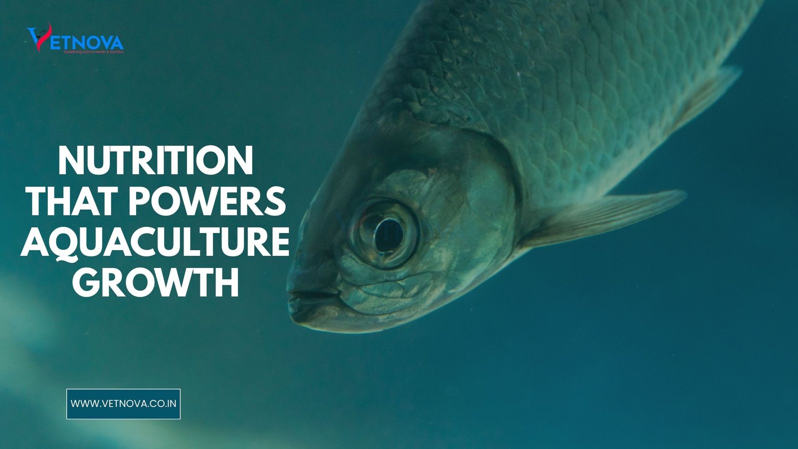 nutrition in aquaculture