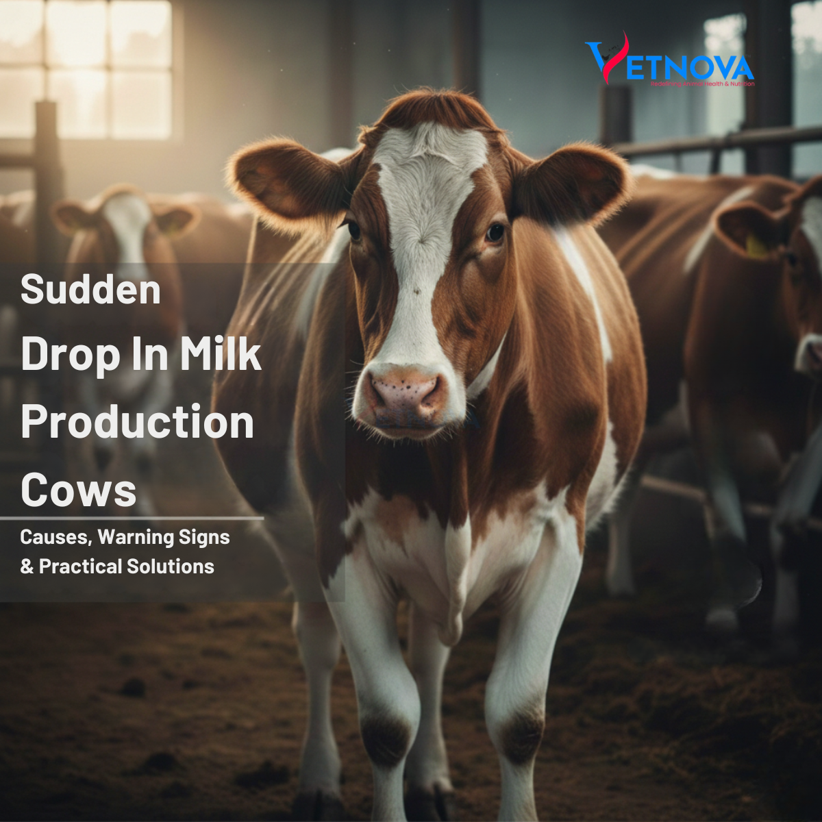 Sudden Drop in Milk Production Cows