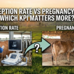 conception rate