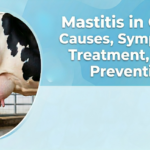 Ketosis in Cattle