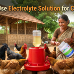 Electrolyte Solution for Chickens